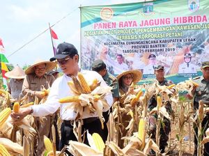 Kementan Minta Petani Jagung Kerja Sama dengan Produsen Pakan