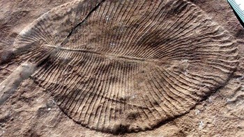 Akhirnya Dickinsonia ditetapkan sebagai binatang primitif karena pada fosilnya mengandung kolesterol sebesar 93%. (Gambar: Wikipedia)