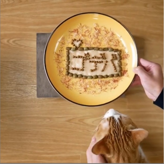 Kreatif Pemilik Kucing Bikin Plating Makanan Untuk 2 Kucingnya