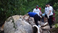 Penyebab paus terdampar di hutan hujan Amazon pun masih menjadi misteri.