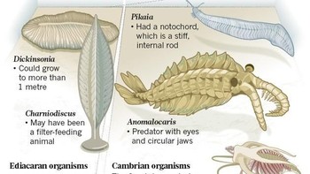 Kala itu, saat banyak makhluk hidup yang memiliki ukuran mikroskopis hingga beberapa milimeter saja, panjang Dickinsonia bisa mencapai 1,4 meter. (Gambar: Nature) 