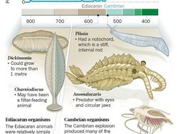 Ini Dickinsonia, Binatang Paling Tua di Dunia
