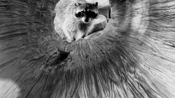 Karya Blake Marvin dari AS. Foto ini dipotret menggunakan iPhone Xs Max. Foto: Apple