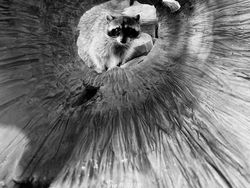 Karya Fotografer Indonesia Menangi Kontes Shot on iPhone