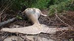 Paus Bungkuk Sepanjang 11 Meter Terdampar di Hutan Amazon