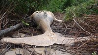 Para peneliti menemukan bangkai paus bungkuk itu setelah mengikuti burung pemangsa yang mengarah ke semak belukar di bagian terpencil rawa bakau di delta Amazon.