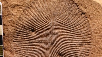 Dickinsonia sampai saat ini diketahui sebagai hewan paling tua dalam sejarah Bumi. (Gambar: University of Oxford)