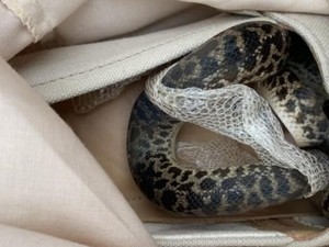 Pulang Liburan dari Australia, Nenek Ini Temukan Ular piton di Kopernya