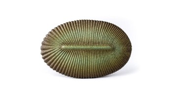 Bentuknya pipih, mirip pancake. (Gambar: Berkeley Scientific Journal)