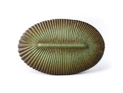 Ini Dickinsonia, Binatang Paling Tua di Dunia