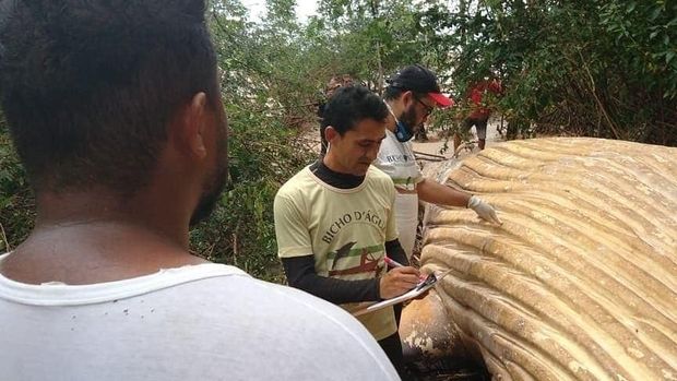 Para peneliti memeriksa bangkai paus raksasa itu