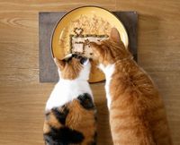 Kreatif! Pemilik Kucing Bikin Plating Makanan untuk 2 Kucingnya
