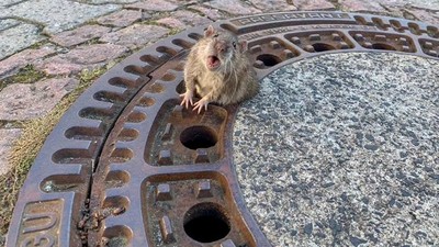 Tikus Terjepit di Saluran Air, Petugas Damkar Jerman Turun Tangan