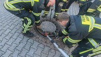 Mengetahui hal tersebut, sejumlah petugas pemadan kebakaran Jerman turun tangan menyelamatkan tikus malang tersebut. Berufstierrettung Rhein Neckar via REUTERS.