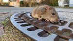 Tikus Terjepit di Saluran Air, Petugas Damkar Jerman Turun Tangan
