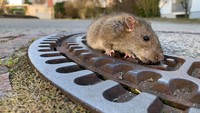 Tampak bagian kaki tikus tersebut terjepit di lubang penutup saluran air. Berufstierrettung Rhein Neckar via REUTERS.