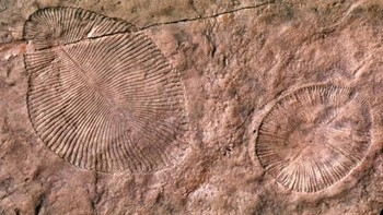 Fosil sekelompok Dickinsonia ditemukan pada akhir 1940an. (Gambar: Nature)