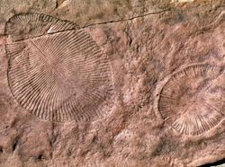 Ini Dickinsonia, Binatang Paling Tua di Dunia