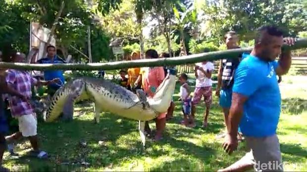 Buaya kerap memangsa ayam milik warga.