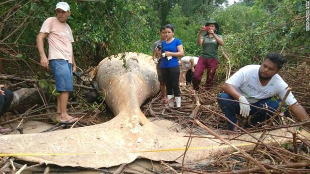 Para peneliti memeriksa bangkai paus raksasa itu