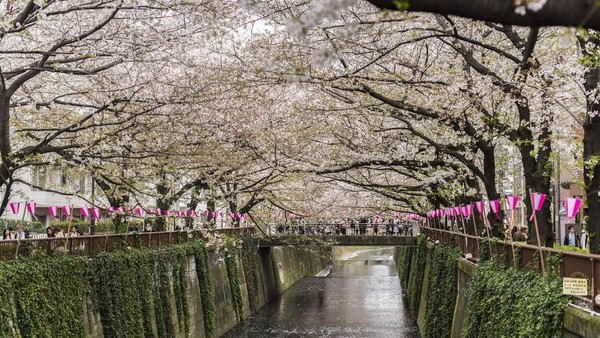 Walau Sungai Meguro tidak terlalu besar, namun pemandangannya sangat menawan karena pinggiran sungainya dikelilingi pohon sakura. Di sini kamu bisa berjalan bergandengan tangan bersama pasangan menikmati sungai. Apalagi saat musim semi, kamu akan ditemani oleh Bunga Sakura yang bermekaran (iStock)