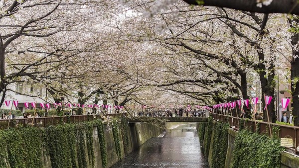 Walau Sungai Meguro tidak terlalu besar, namun pemandangannya sangat menawan karena pinggiran sungainya dikelilingi pohon sakura. Di sini kamu bisa berjalan bergandengan tangan bersama pasangan menikmati sungai. Apalagi saat musim semi, kamu akan ditemani oleh Bunga Sakura yang bermekaran (iStock) Walau Sungai Meguro tidak terlalu besar, namun pemandangannya sangat menawan karena pinggiran sungainya dikelilingi pohon sakura. Di sini kamu bisa berjalan bergandengan tangan bersama pasangan menikmati sungai. Apalagi saat musim semi, kamu akan ditemani oleh Bunga Sakura yang bermekaran (iStock)