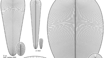 Sampai saat ini, ada sejumlah spesies yang dikategorikan ke dalam genus Dickinsonia. (Gambar: Wikipedia)
