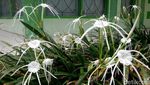 Bukan di Belanda, Ini Kebun Bunga di Bondowoso Lho
