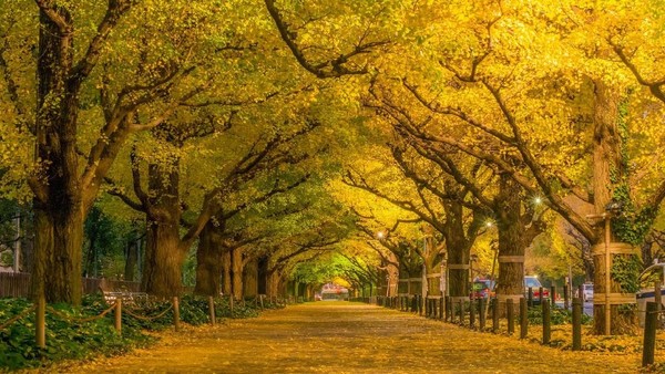 Meiji Jingu Gaien merupakan taman cantik yang dibangun Pemerintah Jepang untuk mengenang Kasir Meiji. Yang menjadi daya tarik lainnya adalah hamparan Pohon Giinko sepanjang 300 meter. Pohon ini di musim gugur, daunnya akan berubah warna keemasan (iStock)  