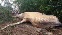 Bangkai paus bungkuk ditemukan di hutan hujan Amazon, Brasil. Paus berukuran 11 meter itu diduga terdampar saat ditemukan di semak belukar Pulau Marajo yang terletak di mulut Sungai Amazon.