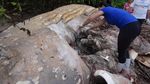 Paus Bungkuk Sepanjang 11 Meter Terdampar di Hutan Amazon