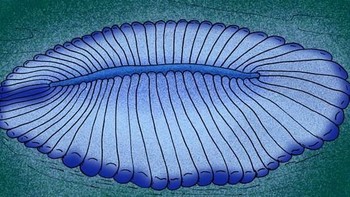 Makhluk tersebut diperkirakan jadi salah satu makhluk paling umum di lautan Bumi pada 558 juta tahun lalu saat periode Ediacaran. (Gambar: Wikipedia)