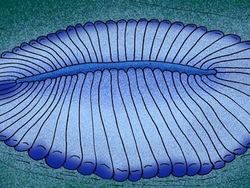 Ini Dickinsonia, Binatang Paling Tua di Dunia