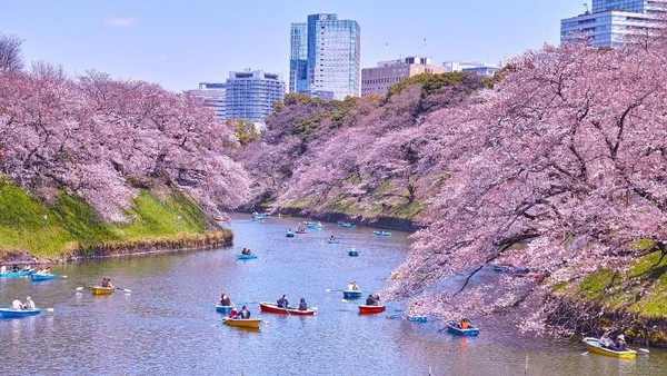 Chidorigafuch, Parit Imperial Palace ini sangat cantik ketika musim semi. Saat musim semi kamu akan melihat ratusan pohon sakura  bermekaran di tepian sungai. Dan ini terlihat cantik dan sangat romantis! (iStock)