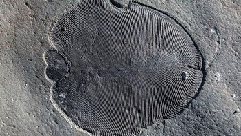 Para ilmuwan sempat mempertanyakan apakan Dickinsonia ini merupakan hewan primitif, organisme bersel tunggal raksasa, koloni bakteria, atau bentuk kehidupan lain. (Gambar: Nature)