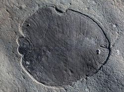 Ini Dickinsonia, Binatang Paling Tua di Dunia
