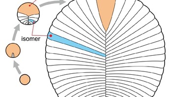 Salah satunya Dickinsonia costata ini, yang ditemukan pada 1947. (Gambar: Wikipedia)