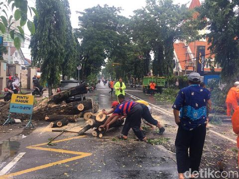 Hujan Deras dan Angin Kencang Landa Kediri, 3 Pohon Besar Tumbang