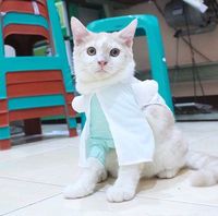 Bikin Baju untuk Kucing, Wanita Ini Raup Puluhan Juta Per Bulan