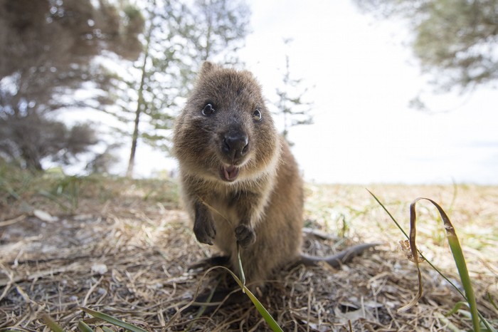 Tempat Wisata Australia Barat - Quokka Quokka on Rottnest Island