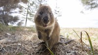 Siapa pun yang melihatnya pasti meleleh, seakan-akan semua masalah dalam hidup hilang seketika! (Tourism Western Australia)