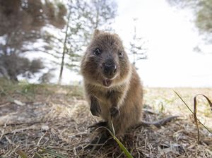 Gemasnya Quokka, Tikus Raksasa yang Suka Senyum
