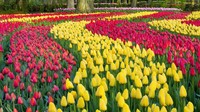 Kanal Amsterdam hingga kebun bunga tulip menjadi pilihan destinasi Syahrini di Belanda (iStock)