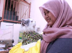 Bikin Baju untuk Kucing, Wanita Ini Raup Puluhan Juta Per Bulan
