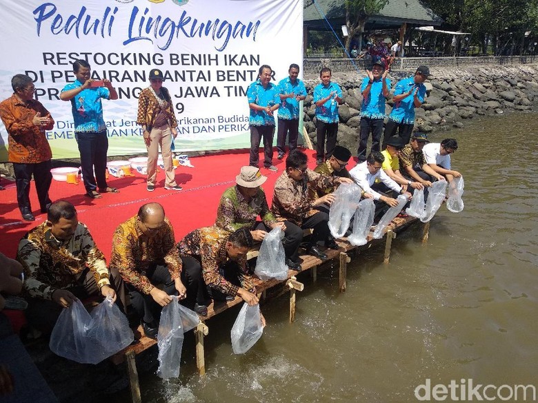 Belasan Ribu Benih Kakap Putih Ditebar di Perairan Laut Probolinggo Belasan Ribu Benih Kakap Putih Ditebar di Perairan Laut Probolinggo