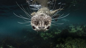 Untitled kategori Nature World & Wildlife karya fotografer Greg Lecoeur asal Prancis. (Foto: Sony)