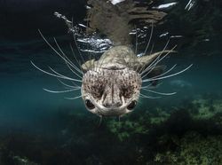 Jepretan Keren Finalis Sony World Photography 2019