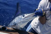 5 Jenis Ikan Ini Masuk dalam Daftar Ikan Termahal di Dunia
