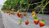 Selain amaotome dan red cheek, Akamatsu Farm juga punya jenis red pearl. Stroberi dengan jenis ini berbentuk lebih kecil dan merah. (Bonauli/detikTravel)