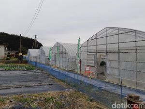 Wisata Petik Stroberi di Jepang, Ini Tempatnya
